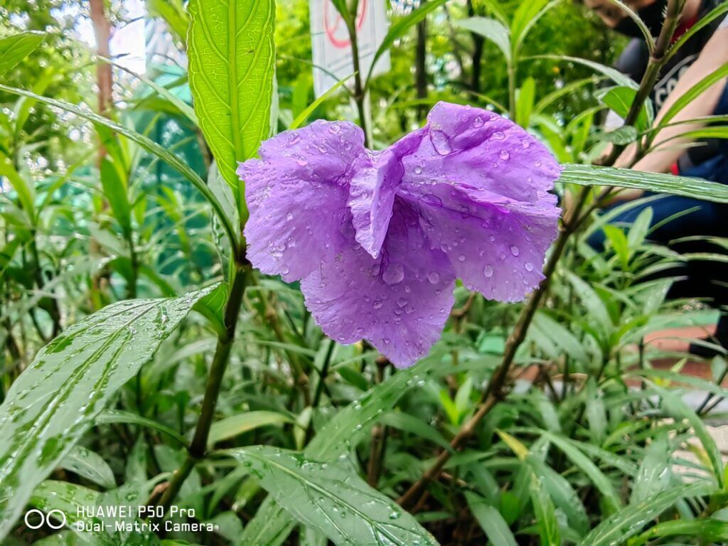 HUAWEI P50 Pro Review — Photography Extraordinaire? - 61 HUAWEI P50 Pro Review — Photography Extraordinaire? - 60