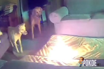 PSA: Keep Your Power Banks Away From Pets - 21