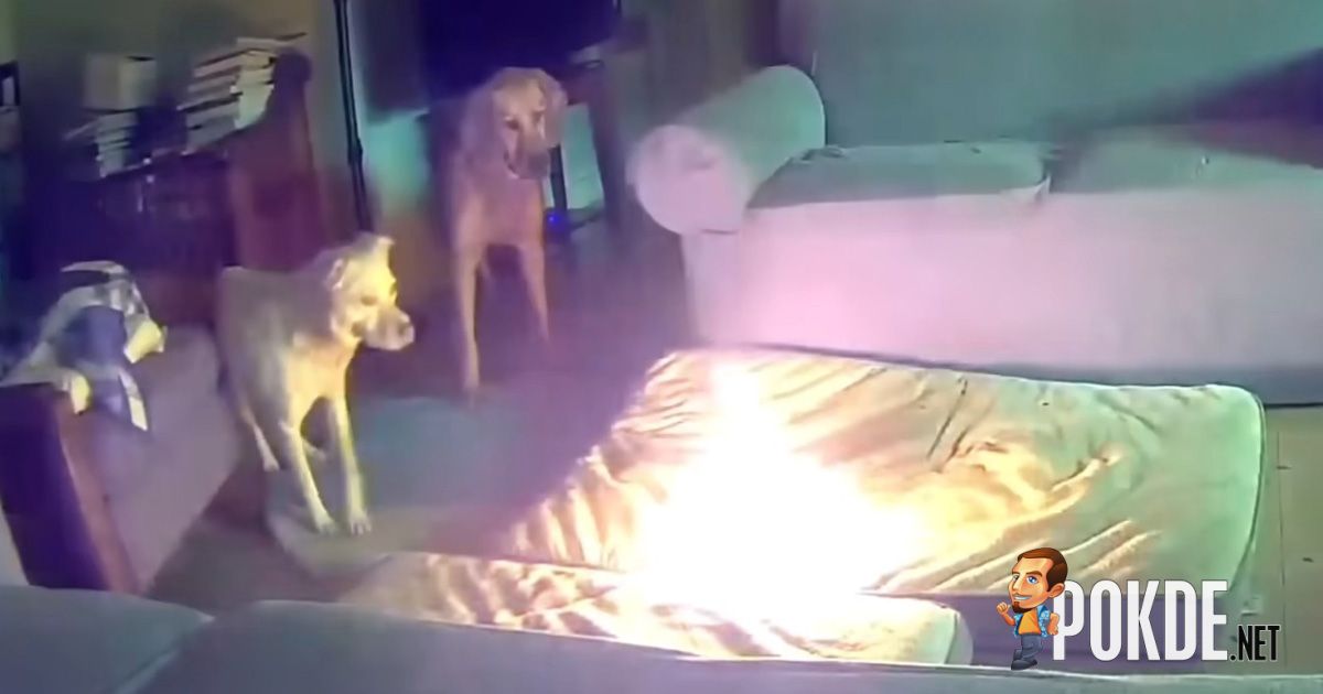 PSA: Keep Your Power Banks Away From Pets - 31